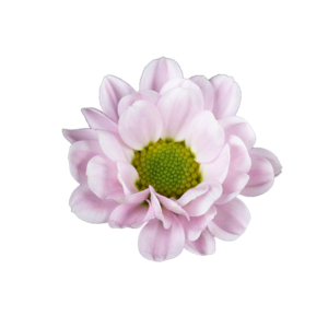 Farm Fresh Santini Rossi Pink A2 (Bunch of 25 stems, Length 55cm)