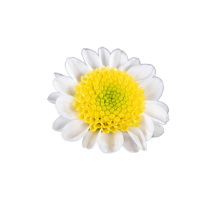 Farm Fresh Santini Sun Up (Bunch of 25 stems, Length 55cm)