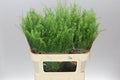 Farm Fresh Aster Thlaspi Green Bell (Bunch of 25 stems, length  80cm)
