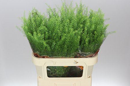 Farm Fresh Aster Thlaspi Green Bell (Bunch of 25 stems, length  80cm)