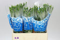 Farm Fresh Veronica Caya(Bunch of 25 stems, Length  60cm)