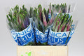 Farm Fresh Veronica Colour Mix(Bunch of 25 stems, Length 60cm)