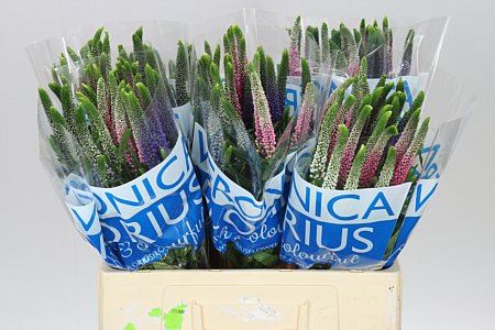 Farm Fresh Veronica Colour Mix(Bunch of 25 stems, Length 60cm)