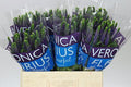 Farm Fresh Veronica Diana (Bunch of 25 stems, Length 60cm)