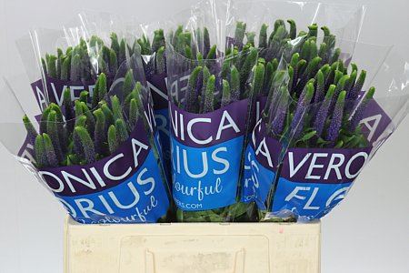 Farm Fresh Veronica Diana (Bunch of 25 stems, Length 60cm)