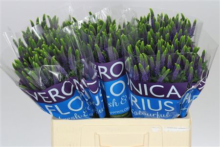 Farm Fresh Veronica Spray Diana (Bunch of 20stems, Length 60cm)