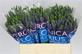 Farm Fresh Veronica Spray Diana (Bunch of 20stems, Length 60cm)