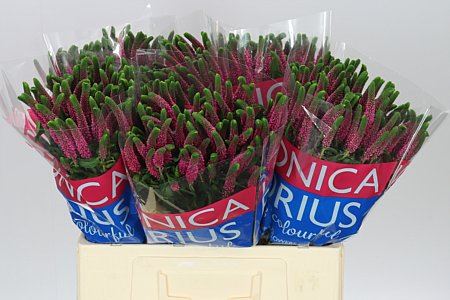 Farm Fresh Veronica Spray Iselle (Bunch of 20stems, Length 60cm)