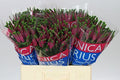 Farm Fresh Veronica Spray Iselle (Bunch of 20stems, Length 60cm)