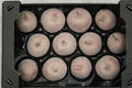 Wax Apple Copper Glitter