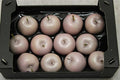 Wax Apple Ivory