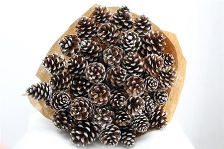 Dried Pine Cone White Tip
