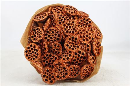 Dried Lotus Copper