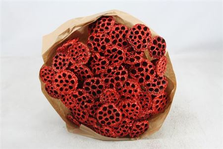 Dried Lotus Red
