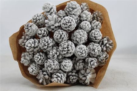 Dried Pine Cone Snow