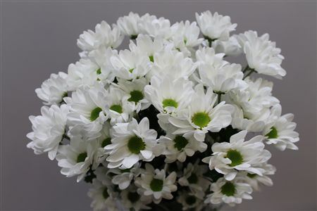 Farm Fresh Spray Chrysanthemum T Chic (Bunch of 5 stems, Length 70cm) (PACK OF 2)