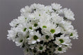 Farm Fresh Spray Chrysanthemum T Chic (Bunch of 5 stems, Length 70cm) (PACK OF 2)