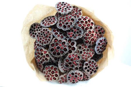 Dried Auricle Nature