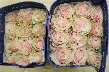 Farm Fresh Rosa Gr Ec Pink Mondial  (Bunch of 25 stems, Length 80cm)