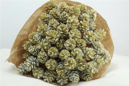 Dried Pine Cone White  Gold