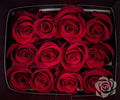 Farm Fresh Rosa Ecuadorian Gr Freedom 50cm (Bunch of 25 stems, Length 50cm)