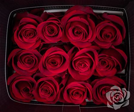 Farm Fresh Rosa Ecuadorian Gr Freedom 50cm (Bunch of 25 stems, Length 50cm)