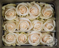 Farm Fresh Rosa Ecuadorian Gr Vendela (Bunch of 25 stems, Length 60cm)