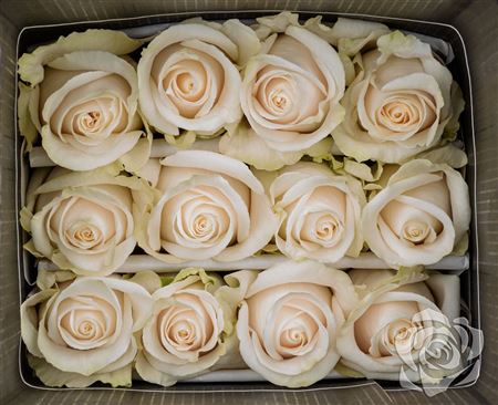 Farm Fresh Rosa Ecuadorian Gr Vendela (Bunch of 25 stems, Length 60cm)