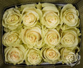 Farm Fresh Rosa Ecuadorian Gr Mondial 80cm  (Bunch of 25 stems, Length 80cm)