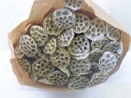 Dried Lotus Wit + Goud Glitter