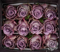 Farm Fresh Rosa Ecuadorian Gr Grey Knights (Bunch of 25 stems, Length 40cm)