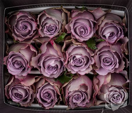 Farm Fresh Rosa Ecuadorian Gr Grey Knights (Bunch of 25 stems, Length 40cm)