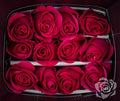 Farm Fresh Rosa Ecuadorian Gr Pink Floyd (Bunch of 25 stems, Length 50cm)