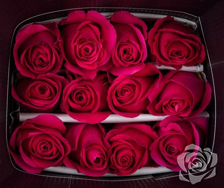 Farm Fresh Rosa Ecuadorian Gr Pink Floyd (Bunch of 25 stems, Length 50cm)
