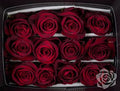 Farm Fresh Rosa Ecuadorian Gr Explorer 100cm X X L (Bunch of 25 stems, Length 100cm)