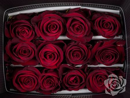 Farm Fresh Rosa Ecuadorian Gr Explorer 100cm X X L (Bunch of 25 stems, Length 100cm)