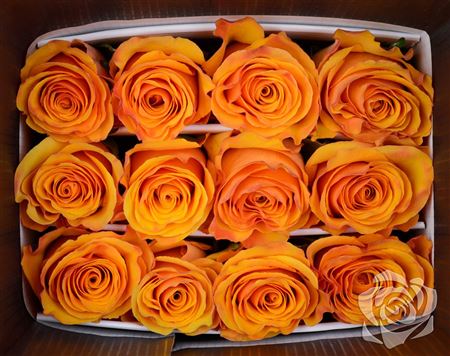Farm Fresh Rosa Ecuadorian Gr Tycoon  (Bunch of 25 stems, Length 60cm)