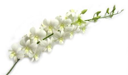 Farm Fresh Orchid Dendro Big White (Bunch of 10 stems, Length 55cm)