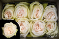 Farm Fresh Rosa Ecuadorian Garden White Ohara (Bunch of 25 stems, Length 60cm)