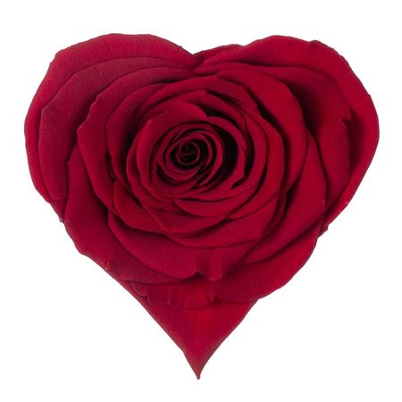 Artificial Preserved Rosa Heart Xxl Red 01