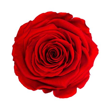 Artificial Preserved Rosa Xl Red 02