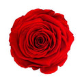 Artificial Preserved Rosa Xl Red 02