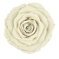 Artificial Preserved Rosa Xl Whi 04