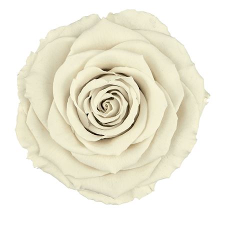Artificial Preserved Rosa Xl Whi 04 (PACK OF 2)