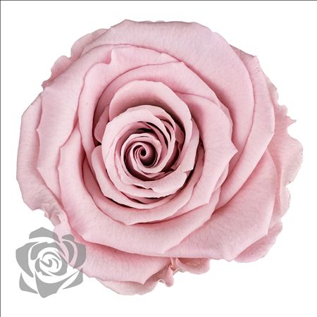 Artificial Preserved Rosa Xl Pink 04