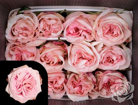 Farm Fresh Rosa Ecuadorian Garden Pink Ohara (Bunch of 25 stems, Length 50cm)