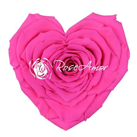 Artificial Preserved Rosa Heart Xxl Fuchsia 07