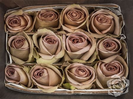 Farm Fresh Rosa Ecuadorian Gr Amnesia Rosa (Bunch of 25 stems, Length 50cm)