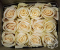Farm Fresh Rosa Ecuadorian Gr Playa Blanca  (Bunch of 25 stems, Length 50cm)