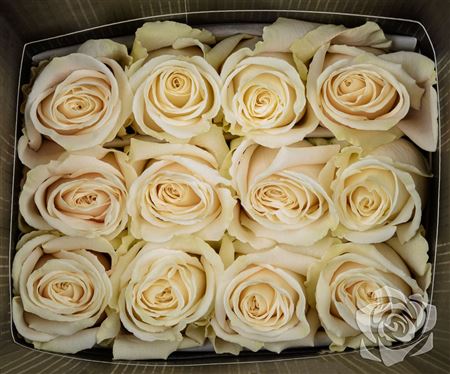 Farm Fresh Rosa Ecuadorian Gr Playa Blanca  (Bunch of 25 stems, Length 50cm)